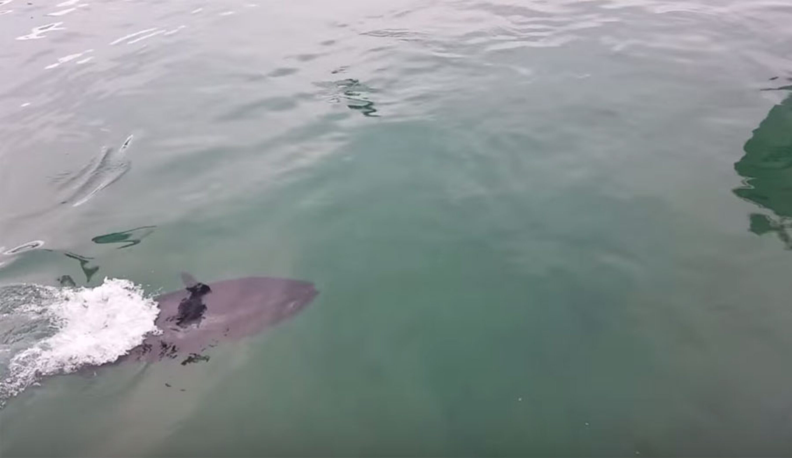 Tuna Eats Seagull