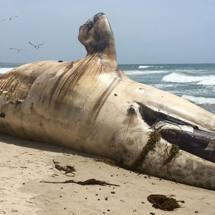 Dead whale Lowers