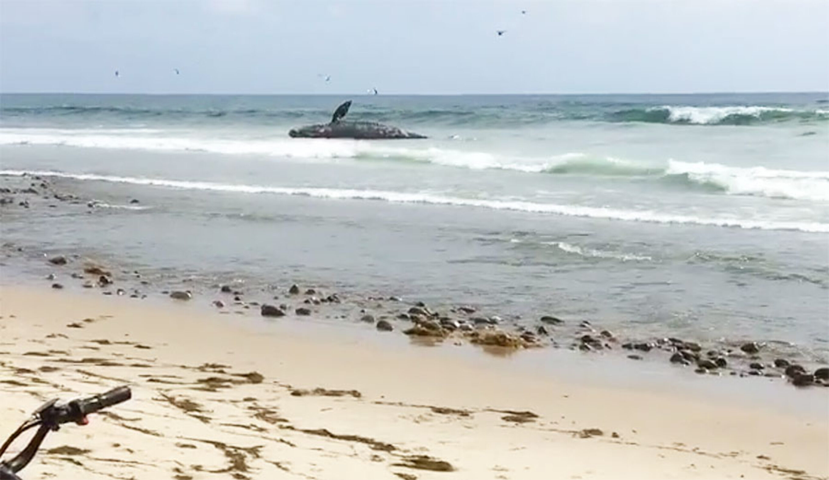 But the crowds might be a little less for the next little while, because there is a big dead whale washed up on shore