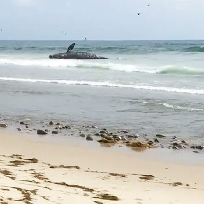 But the crowds might be a little less for the next little while, because there is a big dead whale washed up on shore