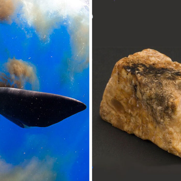 If you're really lucky, you'll find a chunk of whale shit on the beach. But it's a certain kind of whale shit.