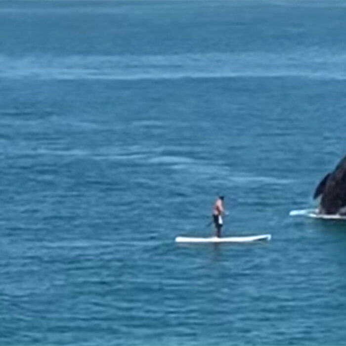 If you've been lucky enough to spend any time at all in the presence of a whale in the ocean, you know how incredible they are.