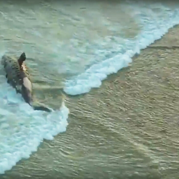 Dead Whale Lower Trestles