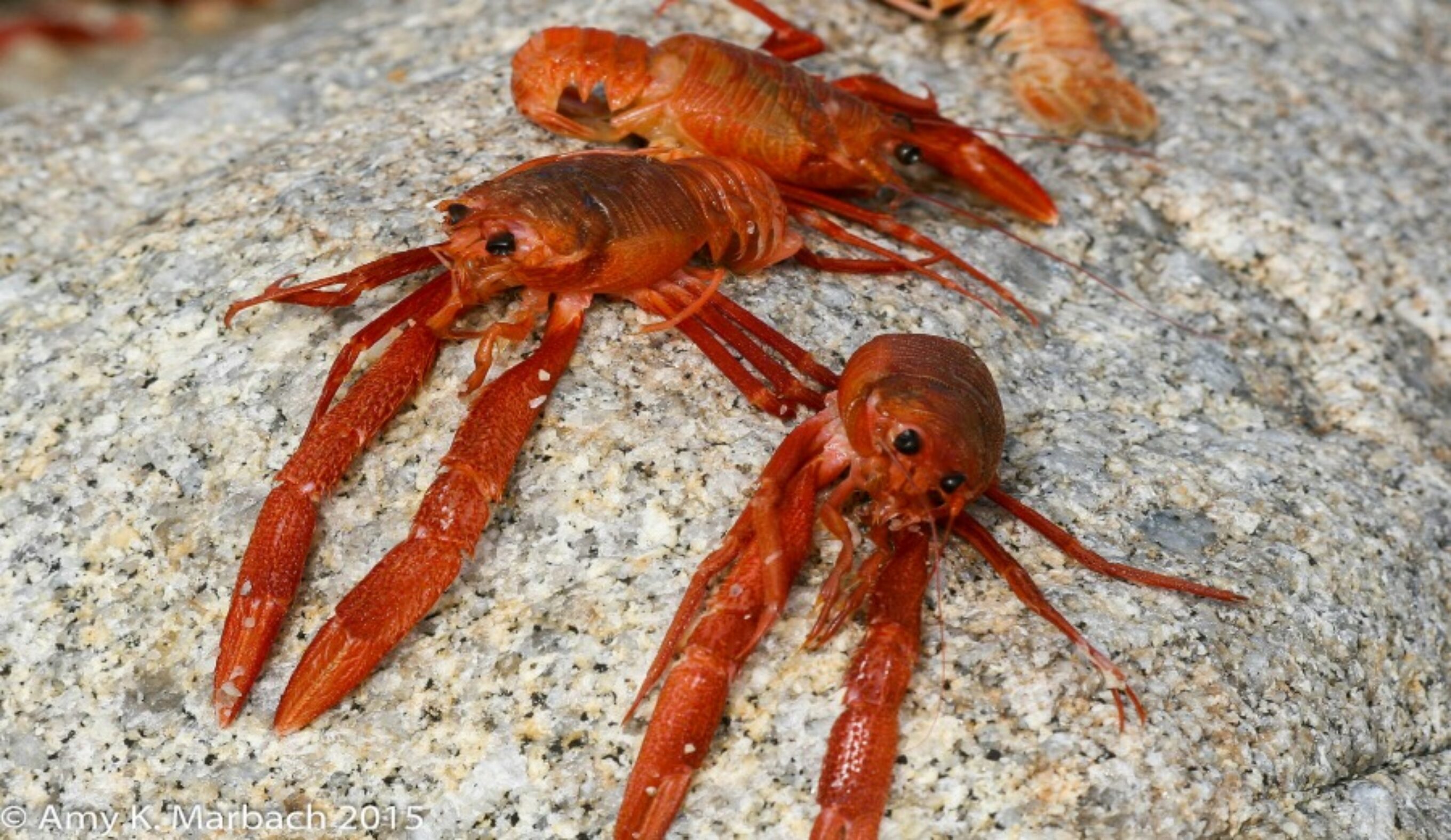 Tuna crabs, the latest victim of El Nino. 
