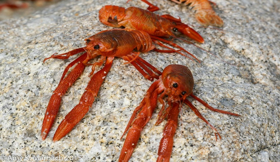 Plague of Rotting Crabs Infests SoCal Beaches (Again) The Inertia