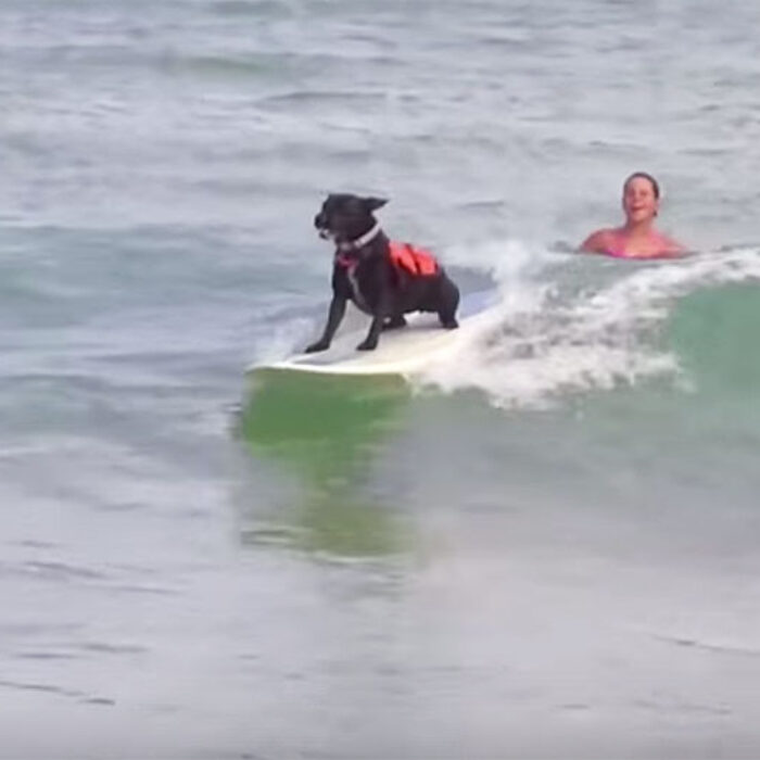 Some dogs, though, LOVE surfing. Like Ash, a three-year-old Staffy from Cronulla Beach.