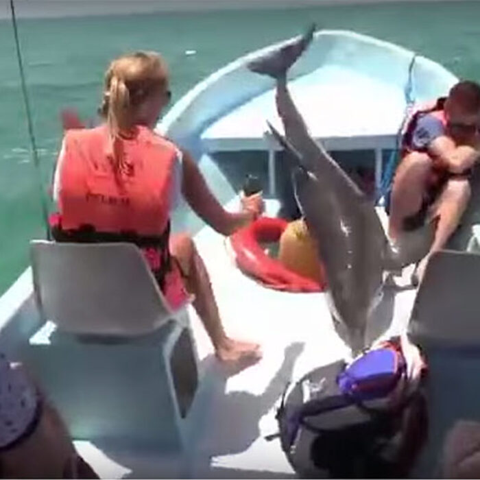 If dolphins really do have a language, great memories, and a keen sense of embarrassment, it’s going to be a long time before he lives this one down.