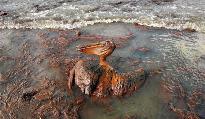 Oil-drenched pelican shows the immense environmental damage caused by the spill. Photo: Carolyn Cole