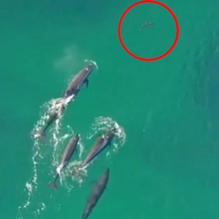 Whale vs shark