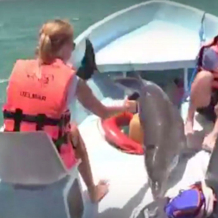 Dolphin jumps into boat