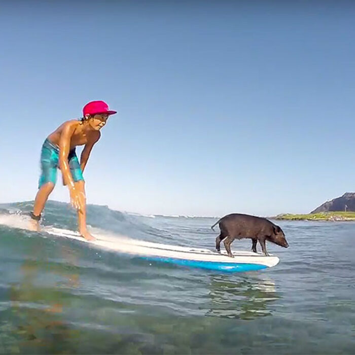 No one ever gets sick of a surfing pig
