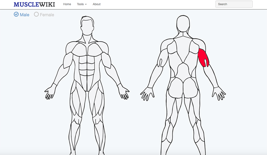Photo: MuscleWiki.