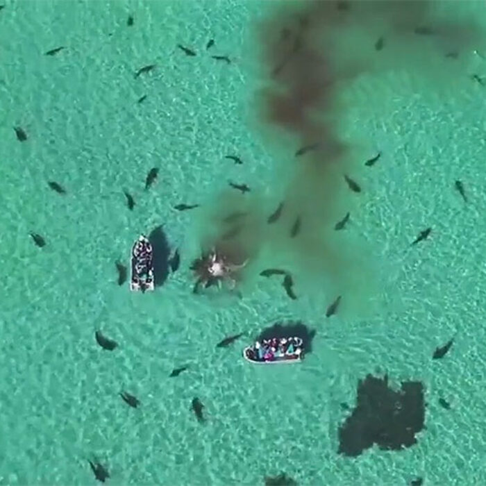 Tiger sharks will eat pretty much anything, but it's not clear whether they actually killed the whale. Either way, it's an amazing show of nature at its goriest.