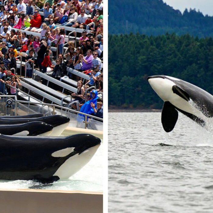Free Willy, only real life. Images: Shutterstock