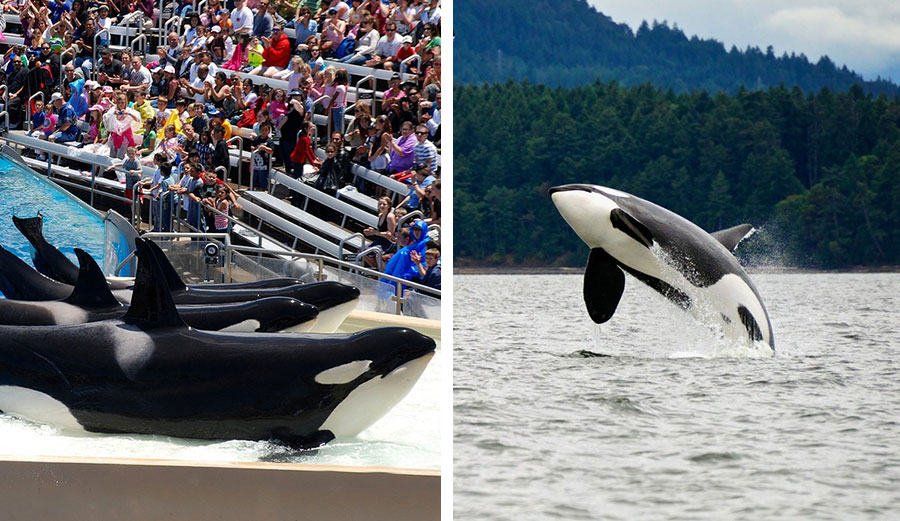 Free Willy, only real life. Images: Shutterstock