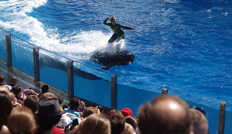 How does riding a pilot whale help researchers find out more about pilot whales in the wild? Image: Flickr