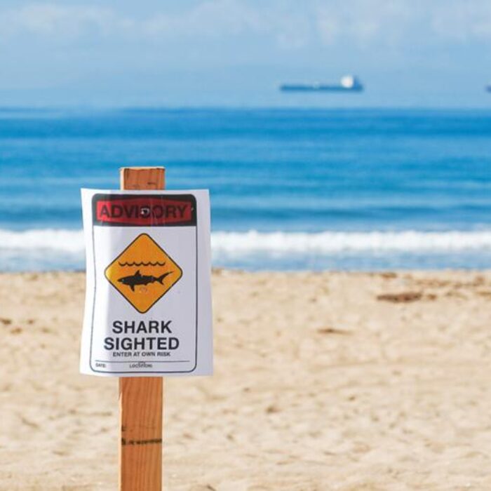 shark sign