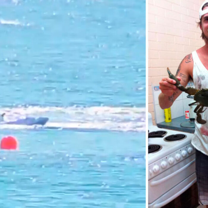 After Ben Gerring was attacked, a 4.2 meter great white was caught and killed.