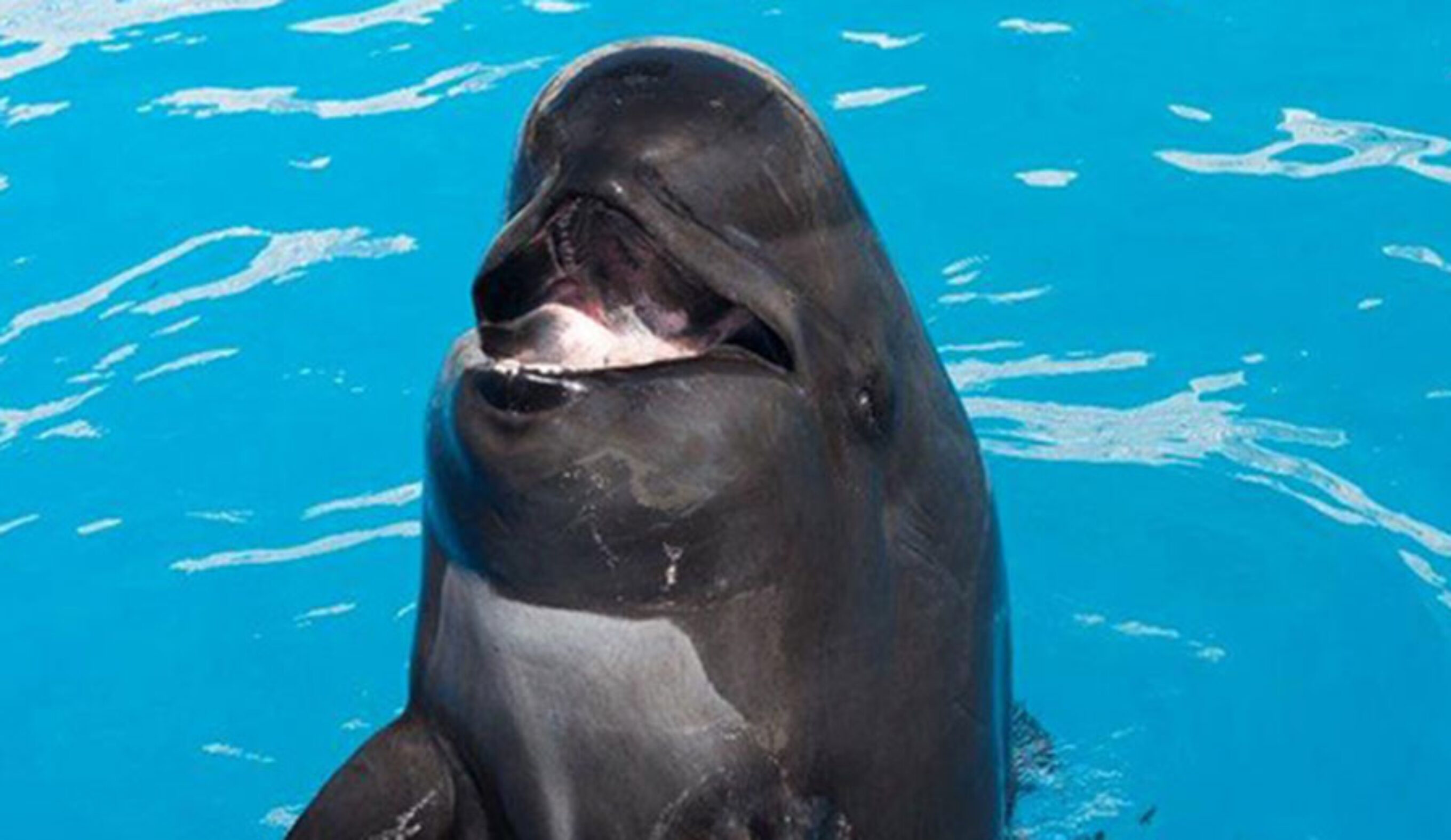 Bubbles the pilot whale died after 50 years in captivity. Photo: SeaWorld