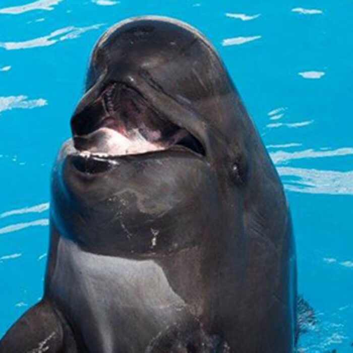 Bubbles the pilot whale died after 50 years in captivity. Photo: SeaWorld