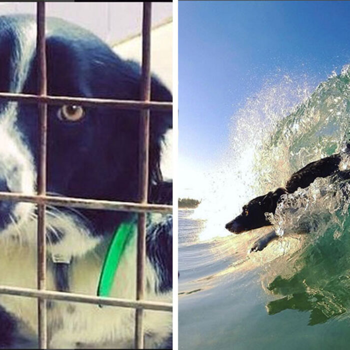 From a timid shelter dog to a body surfing maniac, Mia has come a long way.