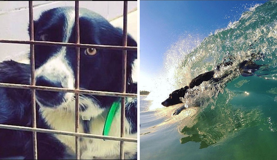 From a timid shelter dog to a body surfing maniac, Mia has come a long way.
