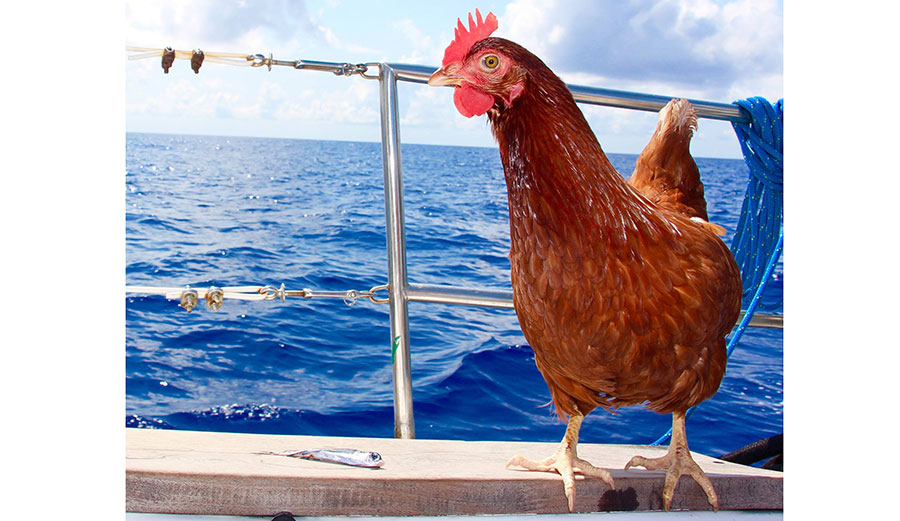 Monique, wishing she was in the crow's nest. Photo: Sourée/Facebook