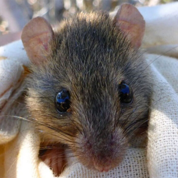 There are no more of these in the whole world. Image: (Luke Leung/University of Queensland)