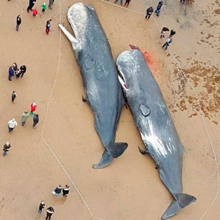 Two sperm whale lie dead on Germany's North Sea coastline. Their stomachs were full of plastic. Photo: Facebook