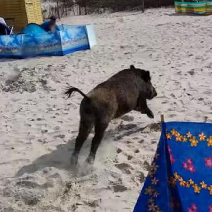 Wild Boar Attacks Beachgoers