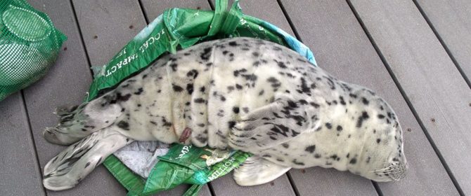 AP_seal_as_160630_12x5_1600