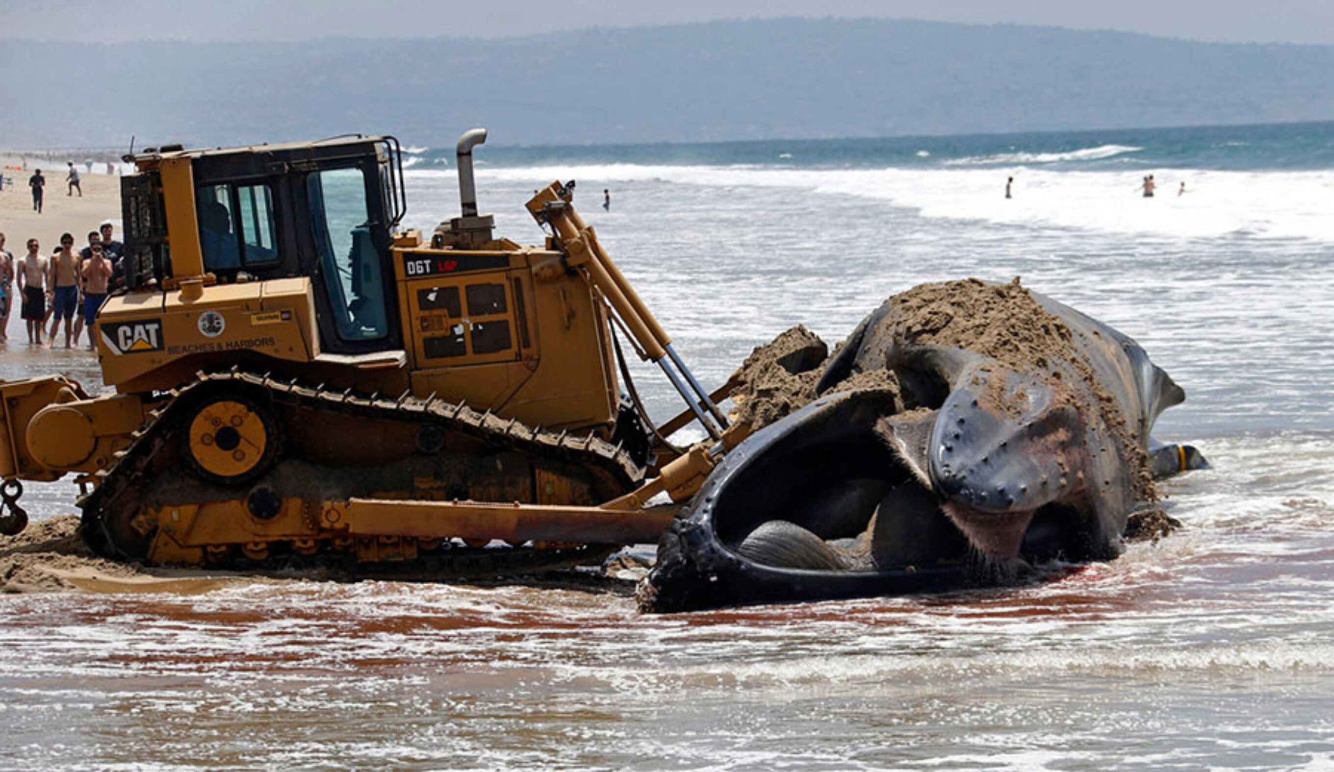 Officials pushed it off the beach then towed it out to sea.