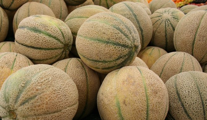 Oh man. Check out those melons! Photo: Wikipedia