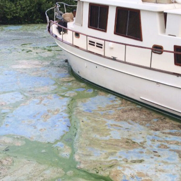 The toxic algae has prompted Gov. Rick Scott to declare a state of emergency. Image: CNN