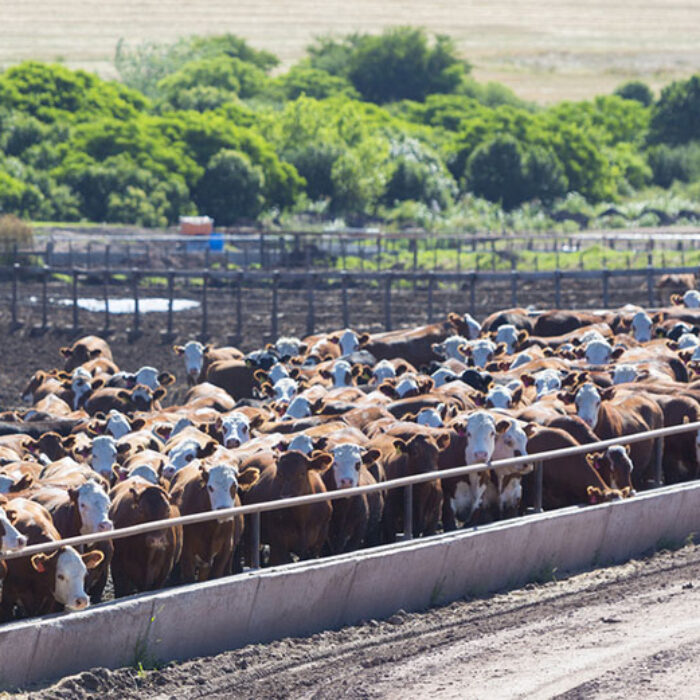 Good food, good meat. Good God, let's eat... and then go to the hospital! Photo: Shutterstock