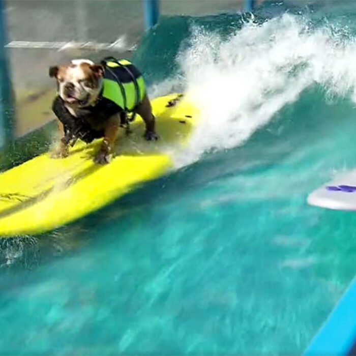 If there are two things that the masses enjoy watching, it's dogs surfing and man-made waves. Dogs surfing ON man-made waves is on a whole different level.
