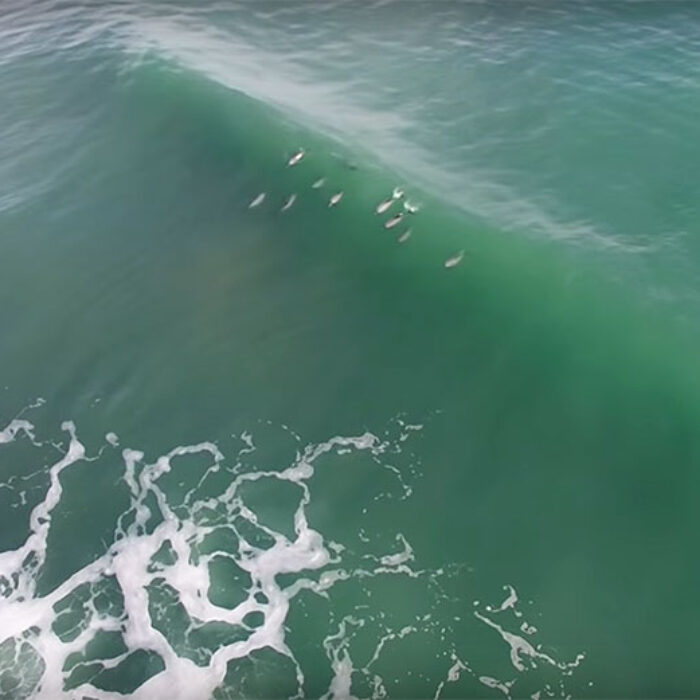 Dolphins are way cooler than being cool, and god damn it, I want to be close to them.