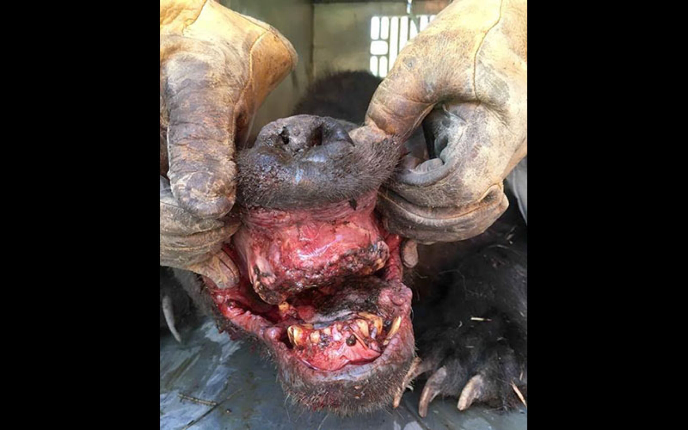 The mouth of the 26-year-old bear, Idaho Fish and Game