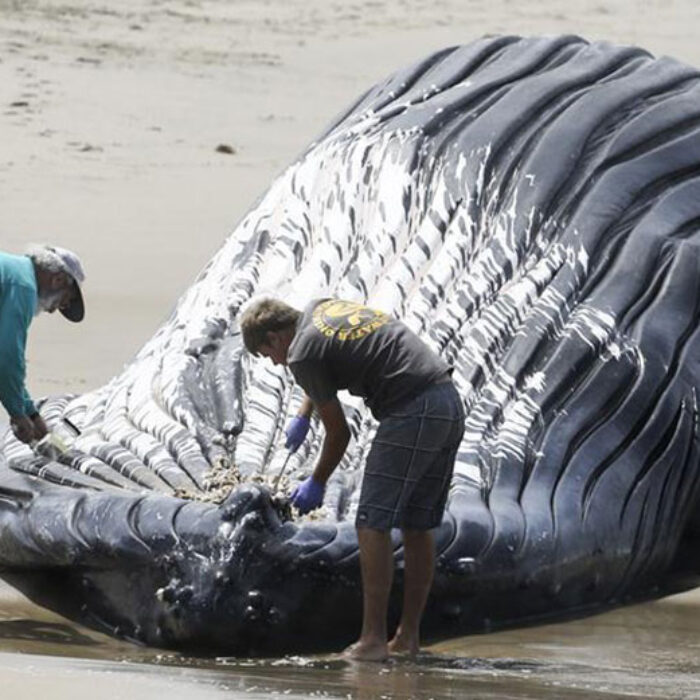 Wally the Whale.