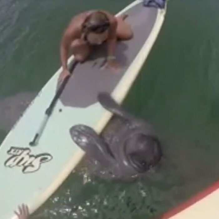 Celine Chasteen was out on her paddleboard a few days ago when the manatee decided it wanted to check out what was happening up there.