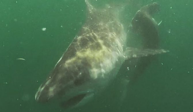 According to the fisherman who shot the video, the tiger weighed in excess of 1000lbs. Photo: @pelagiccharters/Instagram