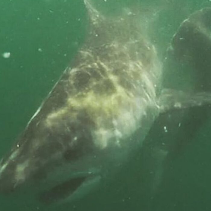 According to the fisherman who shot the video, the tiger weighed in excess of 1000lbs. Photo: @pelagiccharters/Instagram