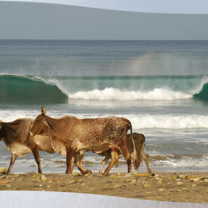 Nicaragua A Frame Cows