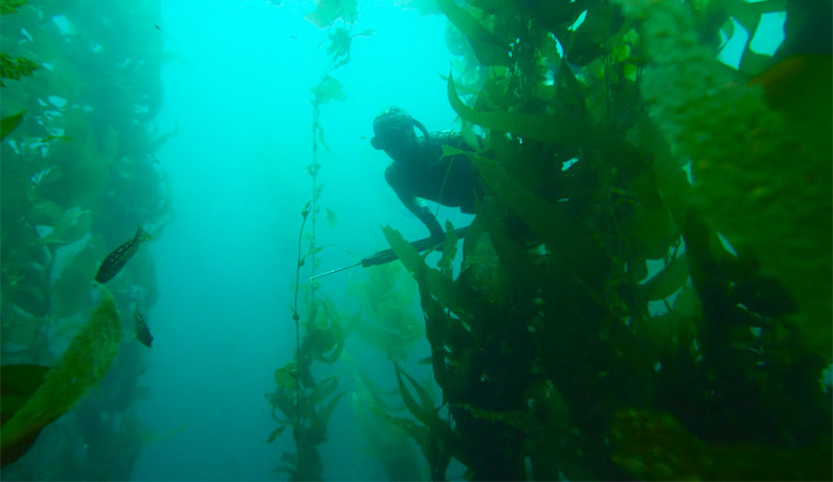 San Clemente Island sits just over 50 miles from the San Diego coastline. Access is limited–as a military testing site, it's a hard place to spend time.