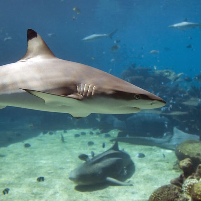 The WWF is trying to protect sharks at the Great Barrier Reef by buying a $100,000 commercial fishing license. Photo: Shutterstock