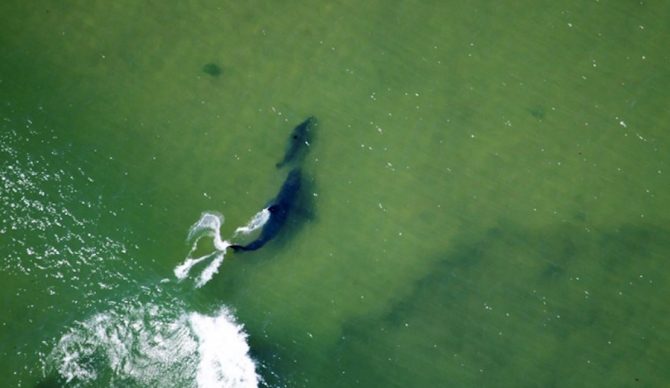 That's one lucky seal. Photo: Wayne Davis/Atlantic White Shark Conservancy