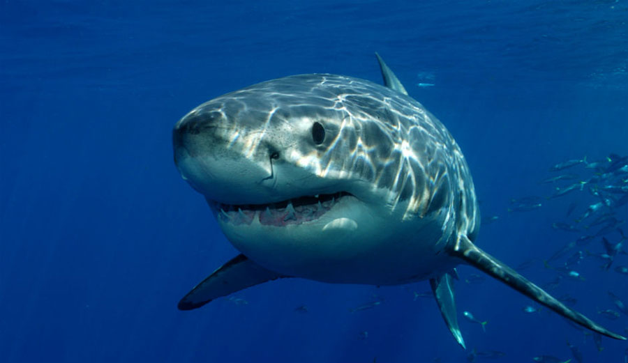 The South African great white shark population is in bad shape. Very bad shape. Image: Shutterstock