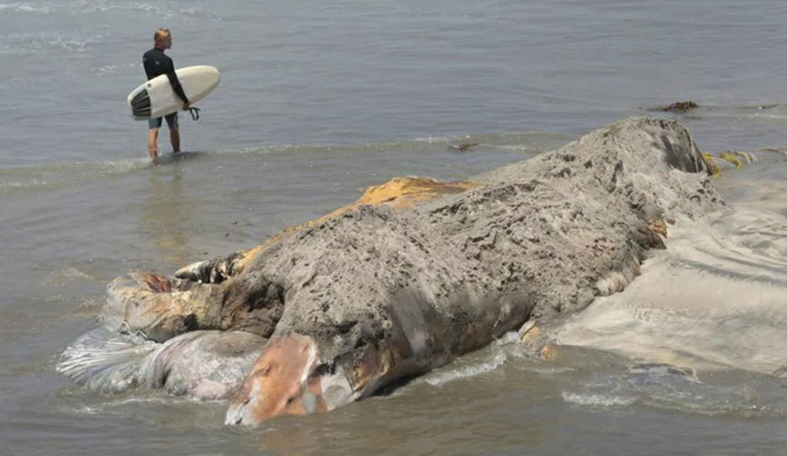 Wally just wants a land burial. Photo: Nelvin C. Cepeda/San Diego Tribune