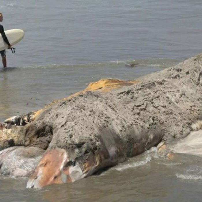 Wally just wants a land burial. Photo: Nelvin C. Cepeda/San Diego Tribune