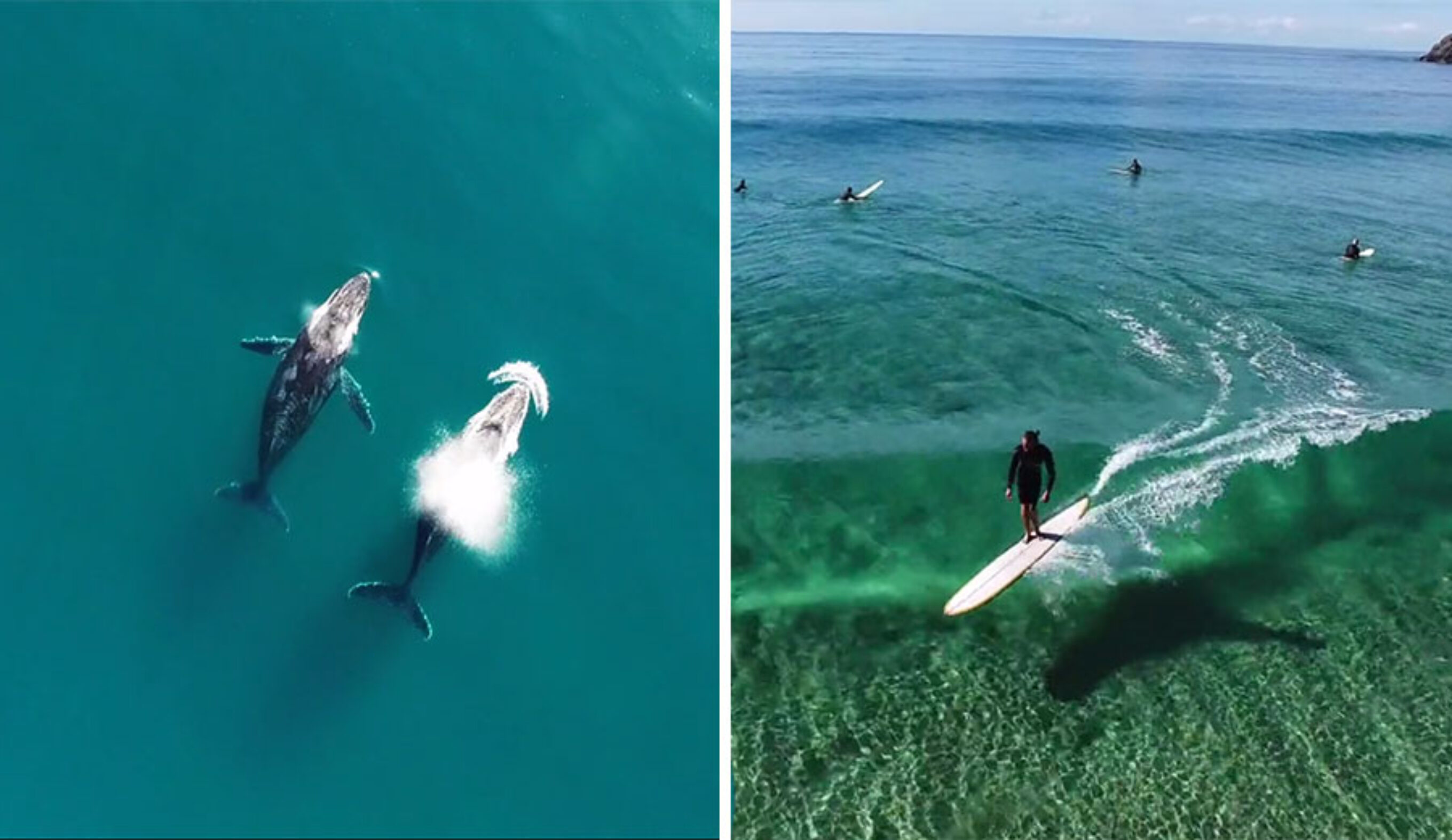 Waves and whales. Everything is right with the world.